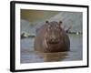 Hippopotamus (Hippopotamus Amphibius) in Shallow Water-James Hager-Framed Photographic Print