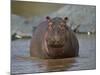 Hippopotamus (Hippopotamus Amphibius) in Shallow Water-James Hager-Mounted Photographic Print