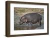 Hippopotamus (Hippopotamus Amphibius) in Shallow Water-James Hager-Framed Photographic Print