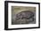 Hippopotamus (Hippopotamus Amphibius) in Shallow Water-James Hager-Framed Photographic Print