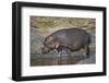 Hippopotamus (Hippopotamus Amphibius) in Shallow Water-James Hager-Framed Photographic Print