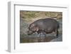 Hippopotamus (Hippopotamus Amphibius) in Shallow Water-James Hager-Framed Photographic Print