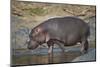 Hippopotamus (Hippopotamus Amphibius) in Shallow Water-James Hager-Mounted Photographic Print