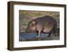 Hippopotamus (Hippopotamus Amphibius) in Shallow Water-James Hager-Framed Photographic Print