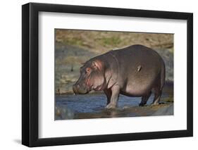 Hippopotamus (Hippopotamus Amphibius) in Shallow Water-James Hager-Framed Photographic Print