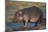 Hippopotamus (Hippopotamus Amphibius) in Shallow Water-James Hager-Mounted Photographic Print