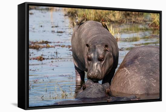Hippopotamus (Hippopotamus amphibius) in the river Chobe, Chobe National Park, Botswana, Africa-Sergio Pitamitz-Framed Stretched Canvas