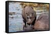 Hippopotamus (Hippopotamus amphibius) in the river Chobe, Chobe National Park, Botswana, Africa-Sergio Pitamitz-Framed Stretched Canvas