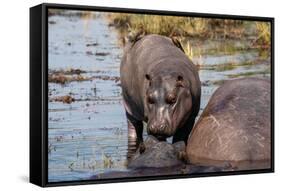 Hippopotamus (Hippopotamus amphibius) in the river Chobe, Chobe National Park, Botswana, Africa-Sergio Pitamitz-Framed Stretched Canvas
