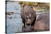 Hippopotamus (Hippopotamus amphibius) in the river Chobe, Chobe National Park, Botswana, Africa-Sergio Pitamitz-Stretched Canvas