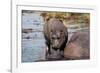 Hippopotamus (Hippopotamus amphibius) in the river Chobe, Chobe National Park, Botswana, Africa-Sergio Pitamitz-Framed Photographic Print