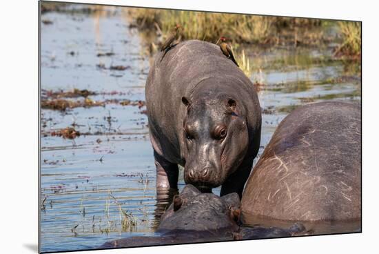 Hippopotamus (Hippopotamus amphibius) in the river Chobe, Chobe National Park, Botswana, Africa-Sergio Pitamitz-Mounted Photographic Print