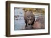 Hippopotamus (Hippopotamus amphibius) in the river Chobe, Chobe National Park, Botswana, Africa-Sergio Pitamitz-Framed Photographic Print