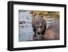 Hippopotamus (Hippopotamus amphibius) in the river Chobe, Chobe National Park, Botswana, Africa-Sergio Pitamitz-Framed Photographic Print