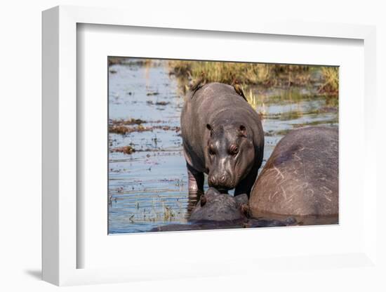 Hippopotamus (Hippopotamus amphibius) in the river Chobe, Chobe National Park, Botswana, Africa-Sergio Pitamitz-Framed Photographic Print