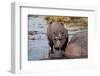 Hippopotamus (Hippopotamus amphibius) in the river Chobe, Chobe National Park, Botswana, Africa-Sergio Pitamitz-Framed Photographic Print