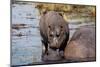 Hippopotamus (Hippopotamus amphibius) in the river Chobe, Chobe National Park, Botswana, Africa-Sergio Pitamitz-Mounted Photographic Print