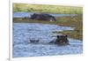 Hippopotamus (Hippopotamus amphibius) in the River Khwai, Khwai Concession, Okavango Delta, Botswan-Sergio Pitamitz-Framed Photographic Print