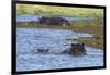 Hippopotamus (Hippopotamus amphibius) in the River Khwai, Khwai Concession, Okavango Delta, Botswan-Sergio Pitamitz-Framed Photographic Print