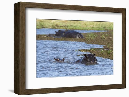 Hippopotamus (Hippopotamus amphibius) in the River Khwai, Khwai Concession, Okavango Delta, Botswan-Sergio Pitamitz-Framed Photographic Print