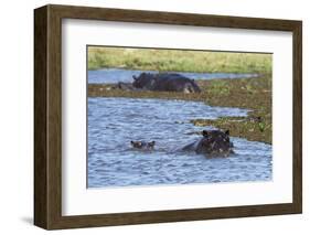 Hippopotamus (Hippopotamus amphibius) in the River Khwai, Khwai Concession, Okavango Delta, Botswan-Sergio Pitamitz-Framed Photographic Print