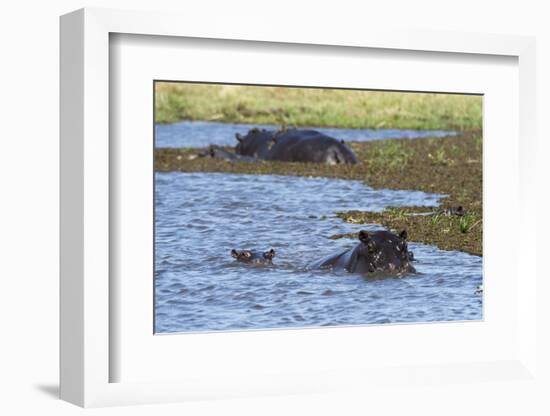 Hippopotamus (Hippopotamus amphibius) in the River Khwai, Khwai Concession, Okavango Delta, Botswan-Sergio Pitamitz-Framed Photographic Print