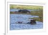 Hippopotamus (Hippopotamus amphibius) in the River Khwai, Khwai Concession, Okavango Delta, Botswan-Sergio Pitamitz-Framed Photographic Print