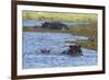 Hippopotamus (Hippopotamus amphibius) in the River Khwai, Khwai Concession, Okavango Delta, Botswan-Sergio Pitamitz-Framed Photographic Print