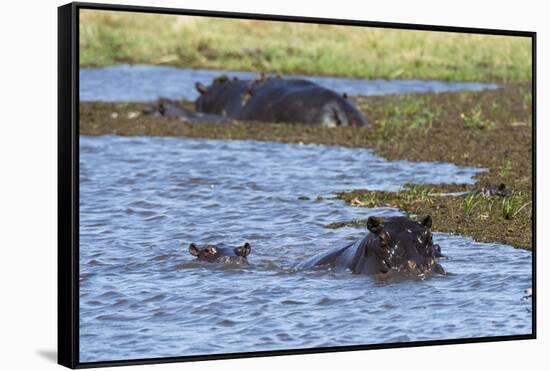 Hippopotamus (Hippopotamus amphibius) in the River Khwai, Khwai Concession, Okavango Delta, Botswan-Sergio Pitamitz-Framed Stretched Canvas