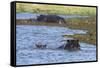 Hippopotamus (Hippopotamus amphibius) in the River Khwai, Khwai Concession, Okavango Delta, Botswan-Sergio Pitamitz-Framed Stretched Canvas