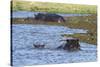 Hippopotamus (Hippopotamus amphibius) in the River Khwai, Khwai Concession, Okavango Delta, Botswan-Sergio Pitamitz-Stretched Canvas