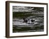 Hippopotamus (Hippopotamus Amphibius), Kariega Game Reserve, South Africa, Africa-Sergio Pitamitz-Framed Photographic Print