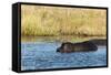 Hippopotamus (Hippopotamus Amphibius), Khwai Concession, Okavango Delta, Botswana, Africa-Sergio-Framed Stretched Canvas