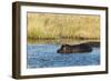 Hippopotamus (Hippopotamus Amphibius), Khwai Concession, Okavango Delta, Botswana, Africa-Sergio-Framed Photographic Print