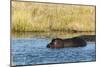 Hippopotamus (Hippopotamus Amphibius), Khwai Concession, Okavango Delta, Botswana, Africa-Sergio-Mounted Photographic Print