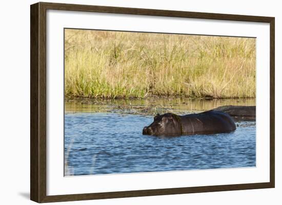 Hippopotamus (Hippopotamus Amphibius), Khwai Concession, Okavango Delta, Botswana, Africa-Sergio-Framed Photographic Print