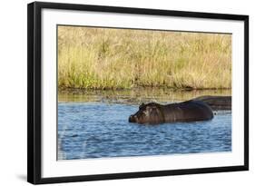 Hippopotamus (Hippopotamus Amphibius), Khwai Concession, Okavango Delta, Botswana, Africa-Sergio-Framed Photographic Print