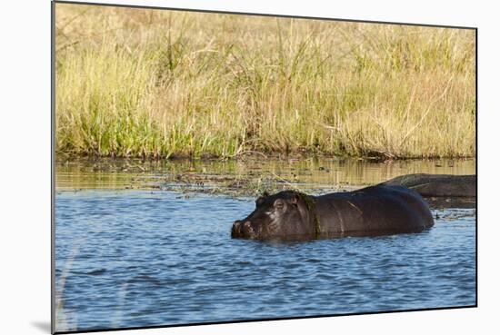 Hippopotamus (Hippopotamus Amphibius), Khwai Concession, Okavango Delta, Botswana, Africa-Sergio-Mounted Photographic Print