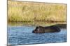 Hippopotamus (Hippopotamus Amphibius), Khwai Concession, Okavango Delta, Botswana, Africa-Sergio-Mounted Photographic Print