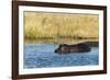 Hippopotamus (Hippopotamus Amphibius), Khwai Concession, Okavango Delta, Botswana, Africa-Sergio-Framed Photographic Print