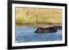 Hippopotamus (Hippopotamus Amphibius), Khwai Concession, Okavango Delta, Botswana, Africa-Sergio-Framed Photographic Print