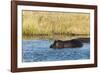 Hippopotamus (Hippopotamus Amphibius), Khwai Concession, Okavango Delta, Botswana, Africa-Sergio-Framed Photographic Print