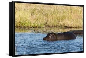 Hippopotamus (Hippopotamus Amphibius), Khwai Concession, Okavango Delta, Botswana, Africa-Sergio-Framed Stretched Canvas