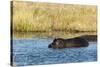 Hippopotamus (Hippopotamus Amphibius), Khwai Concession, Okavango Delta, Botswana, Africa-Sergio-Stretched Canvas