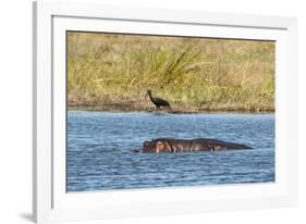 Hippopotamus (Hippopotamus Amphibius), Khwai Concession, Okavango Delta, Botswana, Africa-Sergio-Framed Photographic Print