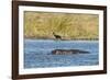 Hippopotamus (Hippopotamus Amphibius), Khwai Concession, Okavango Delta, Botswana, Africa-Sergio-Framed Photographic Print