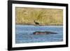 Hippopotamus (Hippopotamus Amphibius), Khwai Concession, Okavango Delta, Botswana, Africa-Sergio-Framed Photographic Print