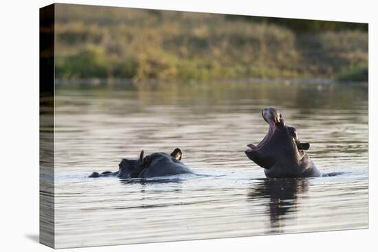 Hippopotamus (Hippopotamus Amphibius), Khwai Concession, Okavango Delta, Botswana, Africa-Sergio Pitamitz-Stretched Canvas