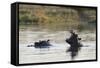 Hippopotamus (Hippopotamus Amphibius), Khwai Concession, Okavango Delta, Botswana, Africa-Sergio Pitamitz-Framed Stretched Canvas