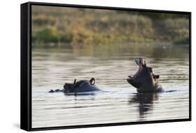 Hippopotamus (Hippopotamus Amphibius), Khwai Concession, Okavango Delta, Botswana, Africa-Sergio Pitamitz-Framed Stretched Canvas
